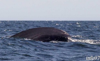 baleine19