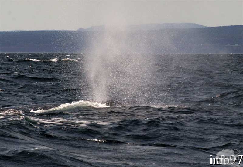 baleine2.jpg