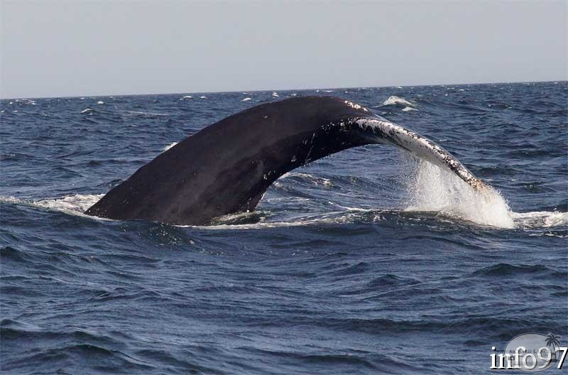 baleine20.jpg