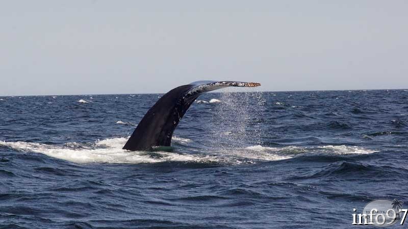 baleine22.jpg