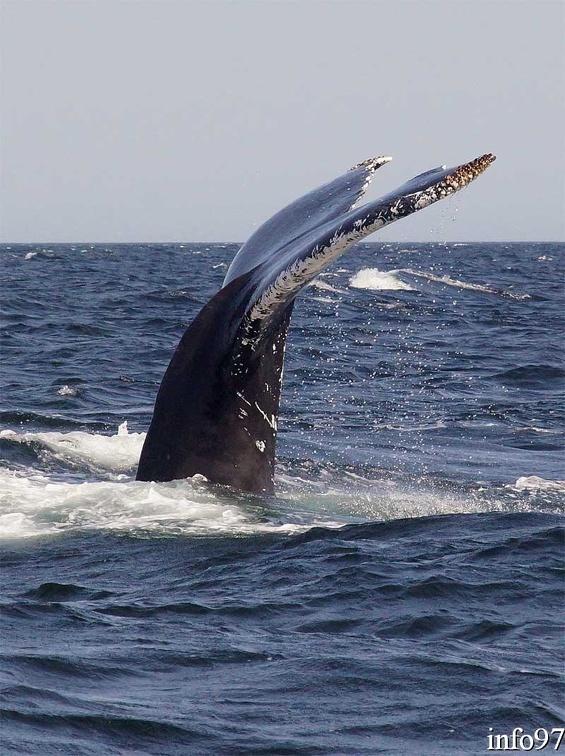 baleine24.jpg