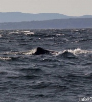 baleine3