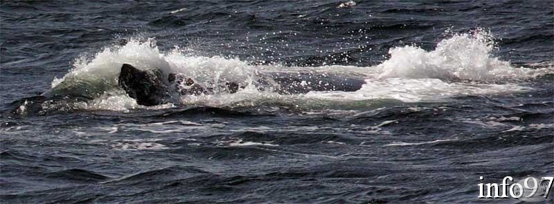 baleine4.jpg