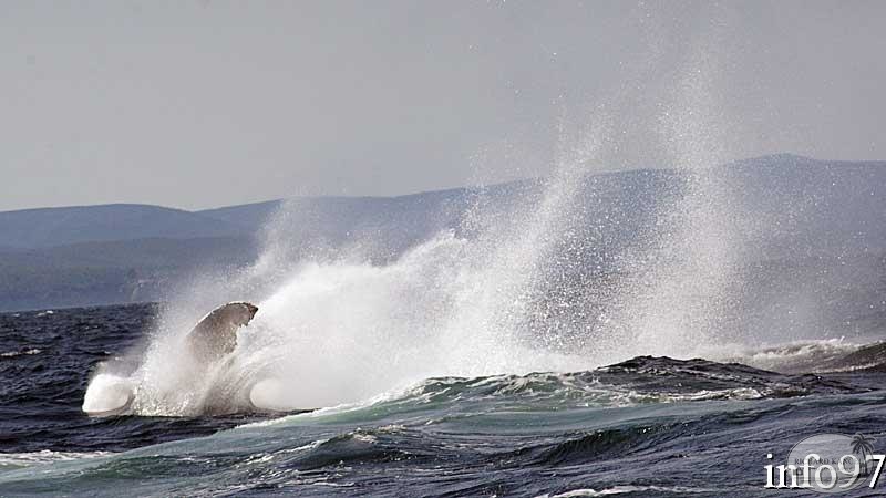 baleine6.jpg