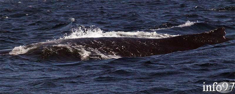 baleine8.jpg