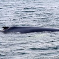 baleine-baie-ste-catherine-11.jpg
