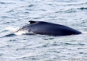 baleine-baie-ste-catherine-12