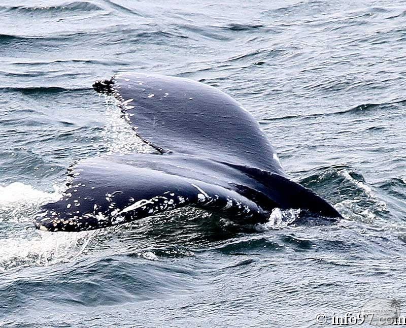 baleine-baie-ste-catherine-13.jpg