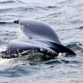 baleine-baie-ste-catherine-13.jpg