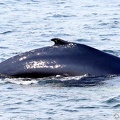 baleine-baie-ste-catherine-14.jpg