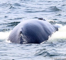 baleine-baie-ste-catherine-15