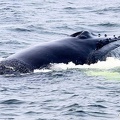 baleine-baie-ste-catherine-16.jpg