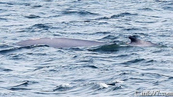 baleine-baie-ste-catherine-2