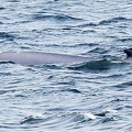 baleine-baie-ste-catherine-2.jpg