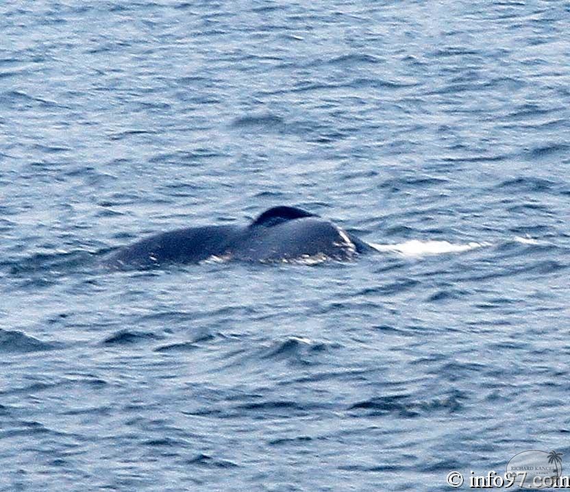 baleine-baie-ste-catherine-3.jpg