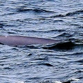 baleine-baie-ste-catherine-8.jpg