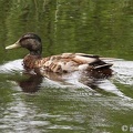 zoo-st-felicien-15.jpg