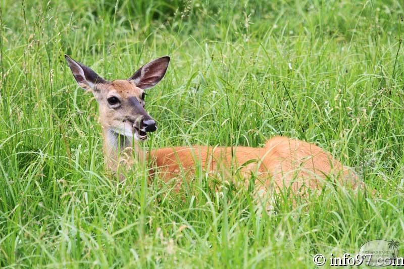 zoo-st-felicien-8.jpg