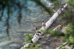 banff-alberta-064