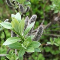 lac-maligne-23.jpg
