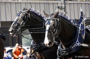 rodeo-stampede-parade-054