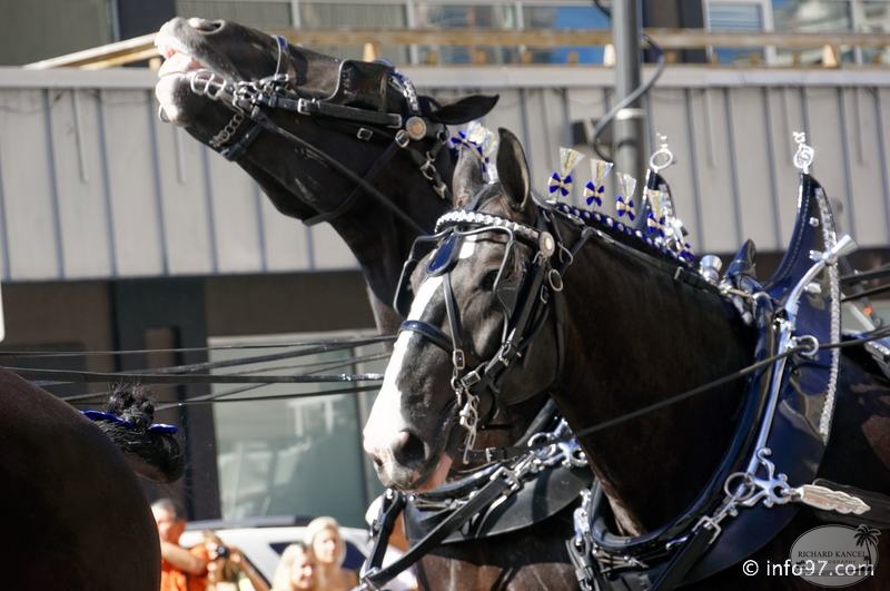 rodeo-stampede-parade-055.jpg