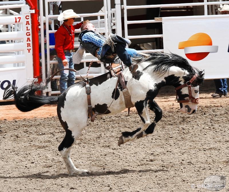 rodeo-stampede-alberta-042.jpg