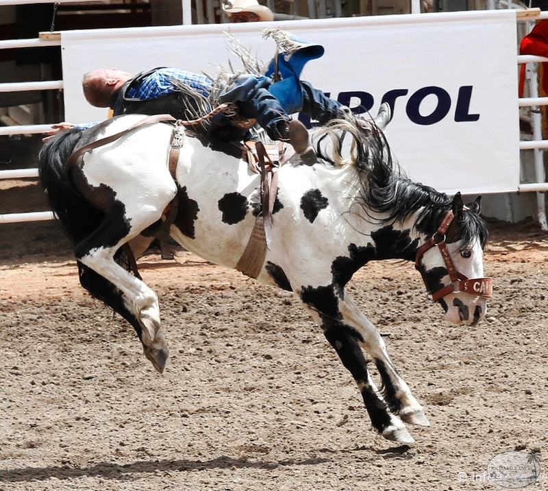 rodeo-stampede-alberta-043.jpg