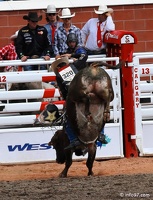 rodeo-stampede-alberta-086