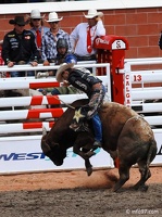 rodeo-stampede-alberta-087
