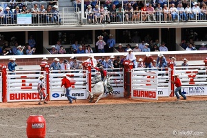 rodeo-stampede-alberta-092
