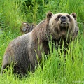 golden-bc-66.jpg