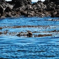 tofino-BC-baleine-01.jpg