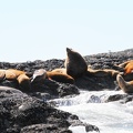 tofino-BC-baleine-02.jpg