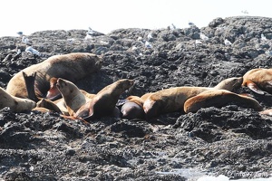 tofino-BC-baleine-06