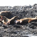 tofino-BC-baleine-06.jpg