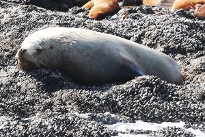 tofino-BC-baleine-12