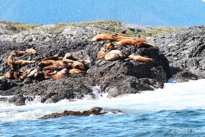 tofino-BC-baleine-18