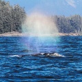 tofino-BC-baleine-23.jpg