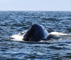 tofino-BC-baleine-28