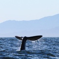 tofino-BC-baleine-30.jpg