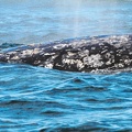 tofino-BC-baleine-44.jpg