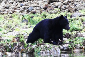 tofino-BC-ours-01