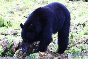 tofino-BC-ours-18