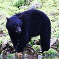tofino-BC-ours-20.jpg