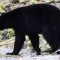 tofino-BC-ours-21.jpg
