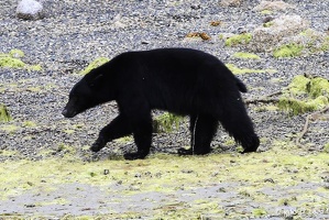 tofino-BC-ours-24