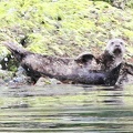 tofino-BC-ours-26.jpg
