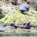 tofino-BC-ours-27.jpg