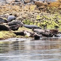 tofino-BC-ours-29.jpg